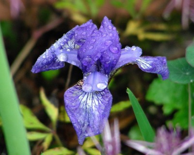 blaue Regeniris w.jpg