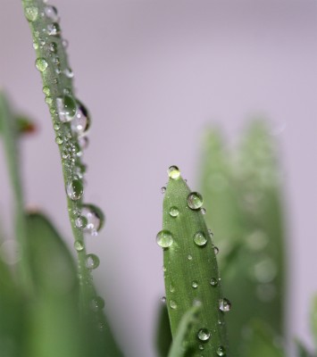wassergras.jpg