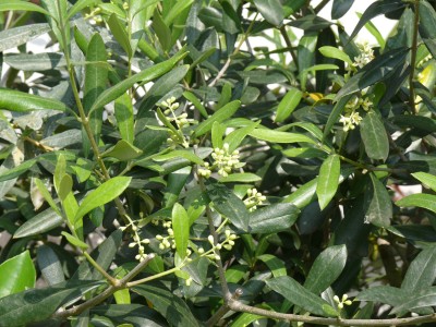 Olive1.jpg
