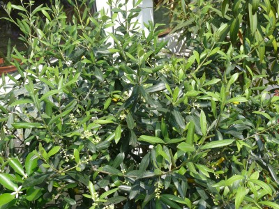 Olive2.jpg