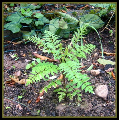 Jaca. 05.06.2008.JPG