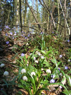 wildlinge3.JPG
