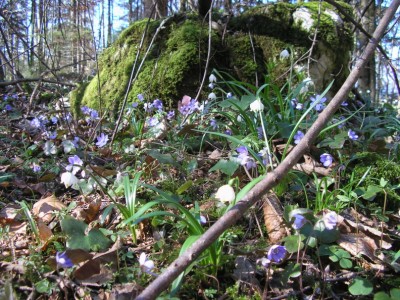 wildlinge2.JPG