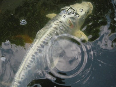 Koi5.jpg