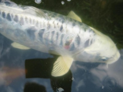 Koi 3.jpg