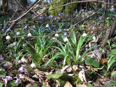 wildlinge1.JPG