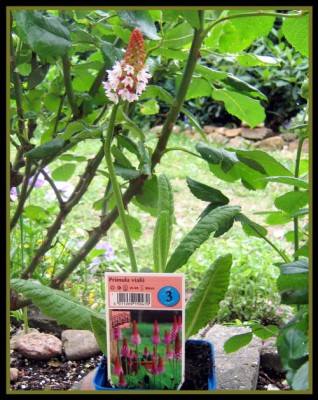 Orchideenprimel - Primula vialii.JPG