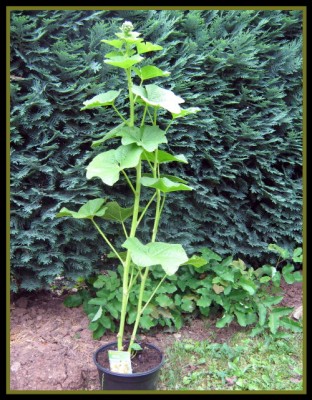 Stockrose gefüllt - 'Charter's Gelb'  - Rosea alcea.JPG