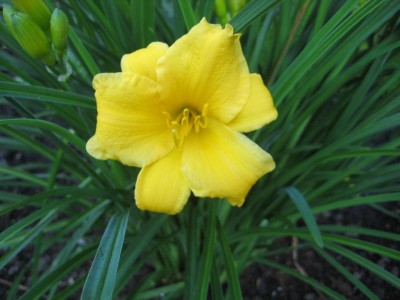 Lilienblüte.jpg
