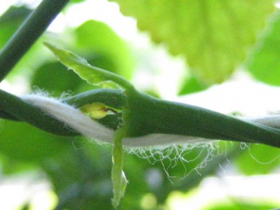 080609 013.jpg