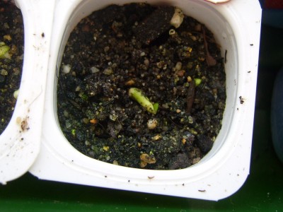 DSCI0014 - Kopie.JPG
