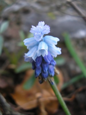 muscari.JPG