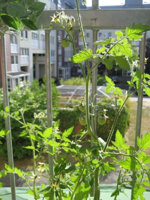 tomaten.JPG