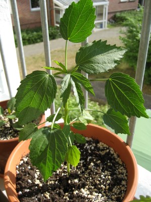 hibiskus wundertüte.JPG