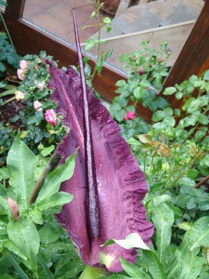 DSCF4191.jpg