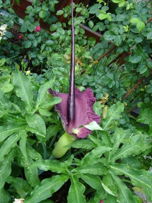 DSCF4178.jpg
