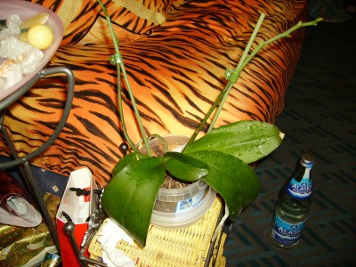PICT0629.JPG