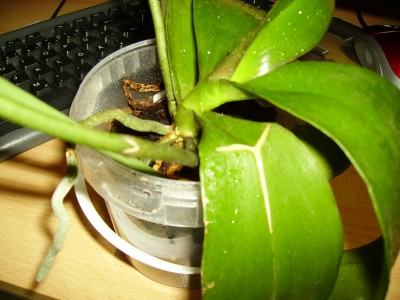 PICT0627.JPG