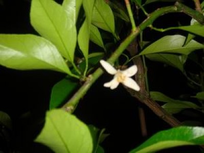 GrößenänderungZitronennaum 001.jpg