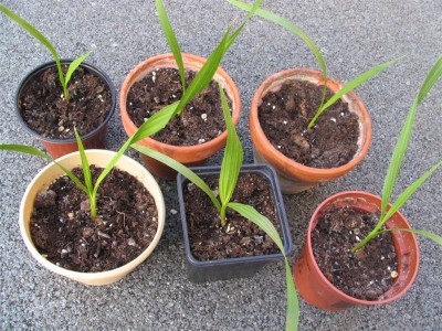 IMG_7302 (Large).JPG