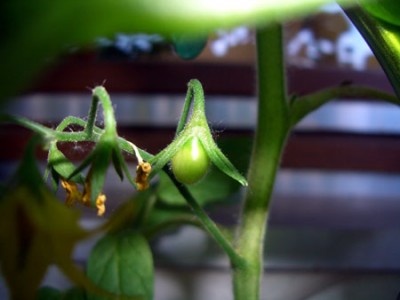 gemuese_tomate.jpg