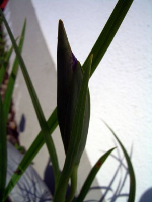 knospe_teich.jpg