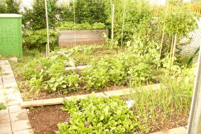 Gemüsegarten klein.jpg