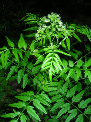 DSCN5191.JPG