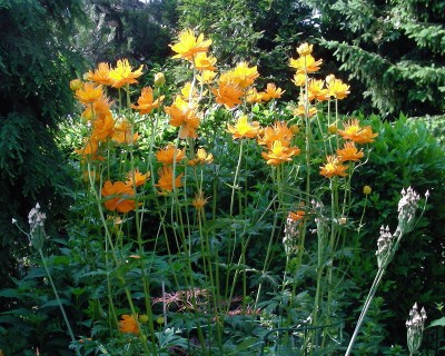 Hit der Gartenpforte w.jpg