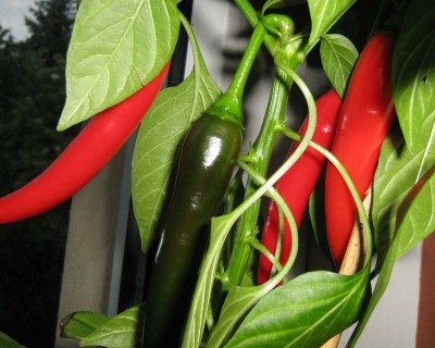chili.jpg
