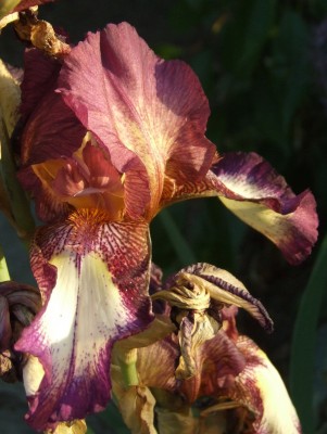 DSCF3977.JPG