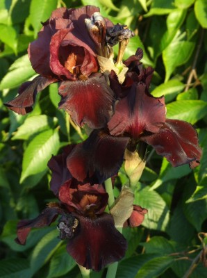 DSCF3974.JPG