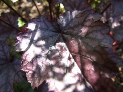 DSCF1744.JPG