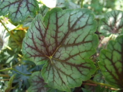 DSCF1743.JPG