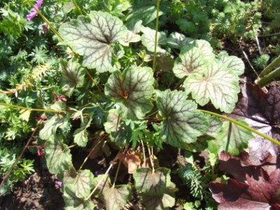 DSCF1742.JPG