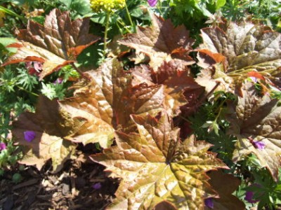 DSCF1739.JPG