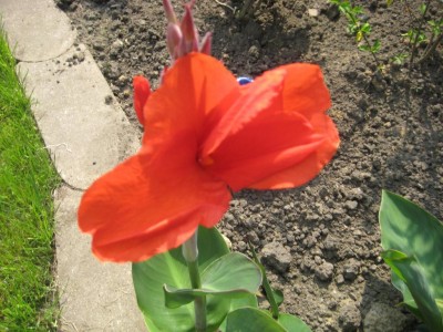 Canna Rot.jpg