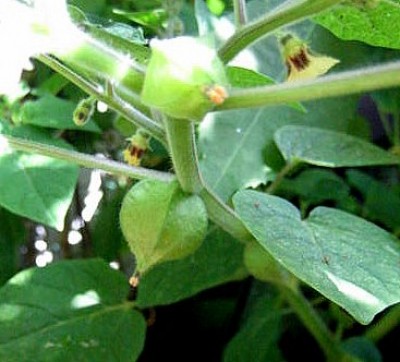 physalis1.JPG