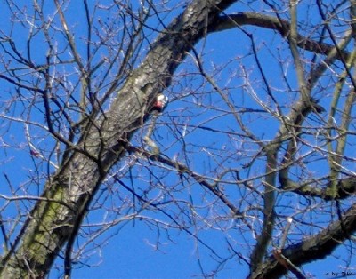 Buntspecht_I___11.03.07_600x471.JPG