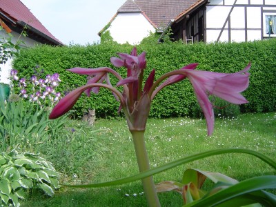 Frühling 244.jpg
