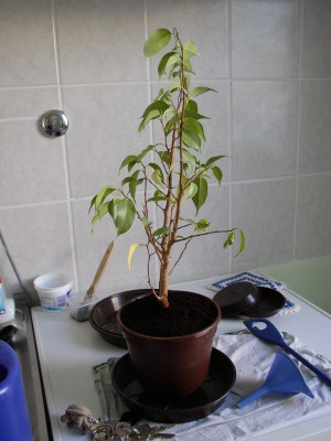 P1010003.JPG