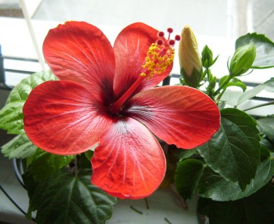 roter Hibi 11.06.08 (2).JPG