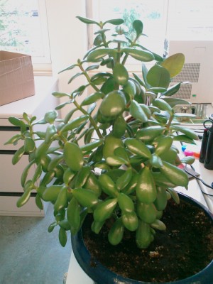 IMAG0040.jpg