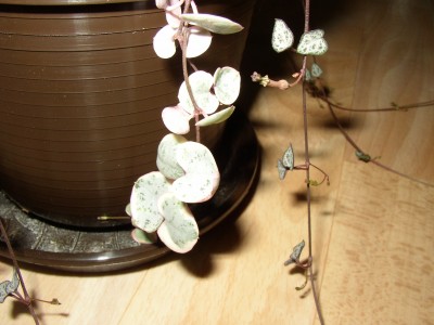 P1010007.JPG