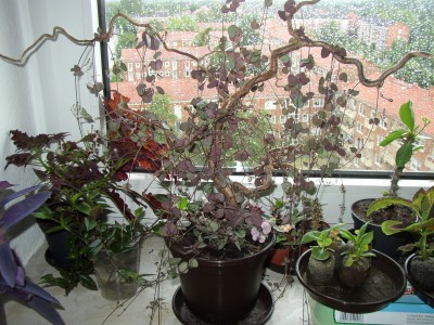 P1010004.JPG