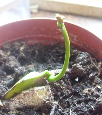 Kleine Prinzessin 003m.jpg