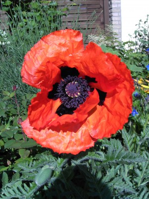 Klatschmohn.JPG