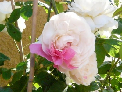 Kopie von P1010791.JPG