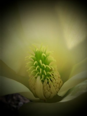 Magnolienherz.jpg