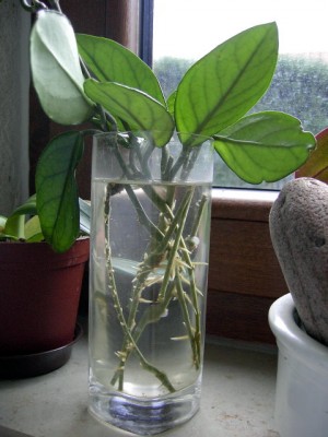 Wachsblume - Hoya carnosa 08.03.07.JPG